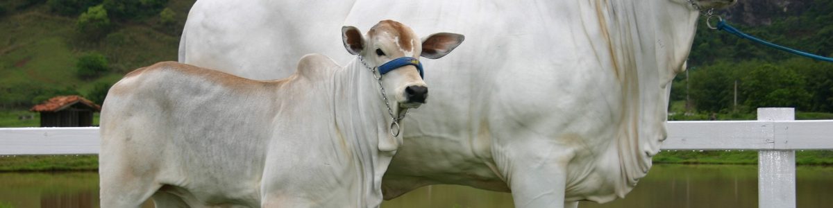 cow-2068851_1920